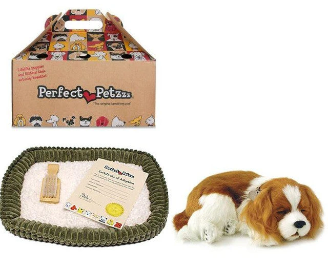 Cavalier King Charles Spaniel - Image 2